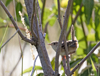 Sedge Wren